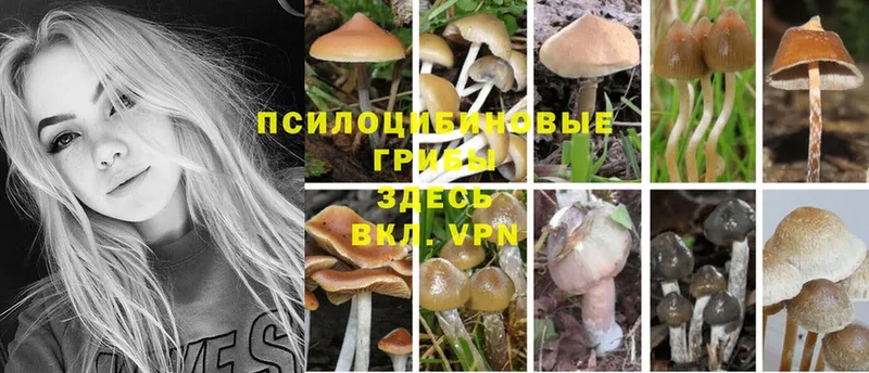 Галлюциногенные грибы GOLDEN TEACHER  сколько стоит  Калач-на-Дону 